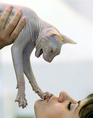 sphynx_el_gato_esfinge.jpg