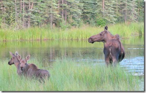 Moose # 6-7-8   45.5Mi.Pond 8-3-2011 8-42-46 PM 2615x1665