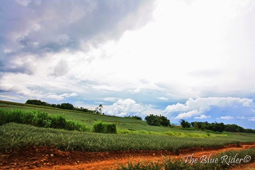 IMG_3707 IMG_3707