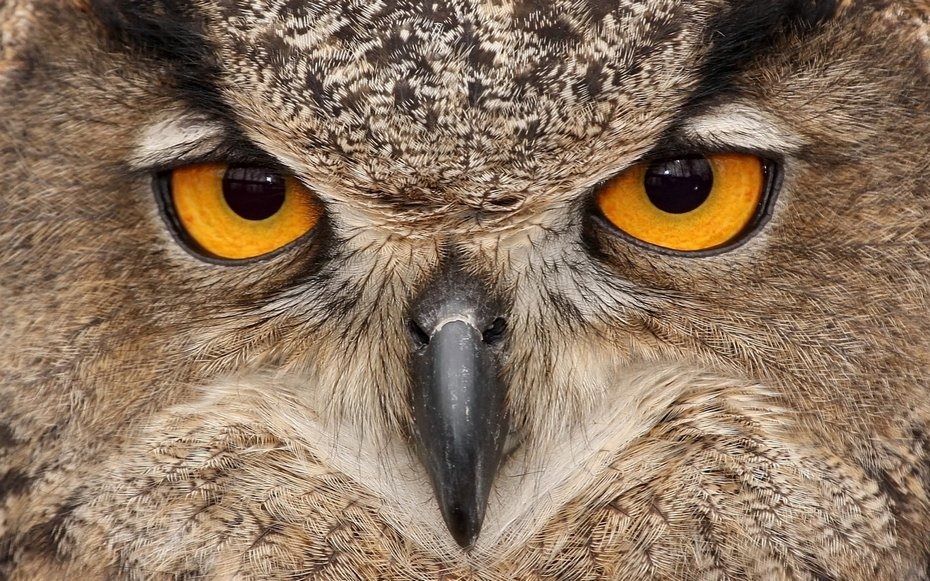 [owls04%255B5%255D.jpg]