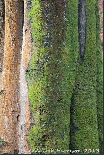 51-mossy-tree 51-mossy-tree