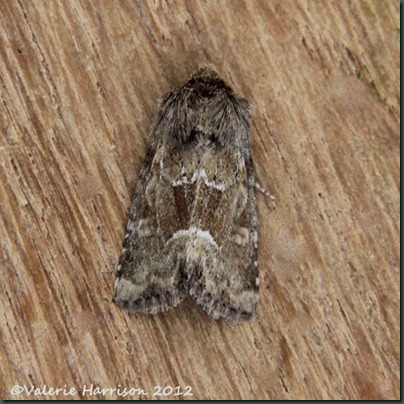 Middle-barred-Minor Middle-barred-Minor