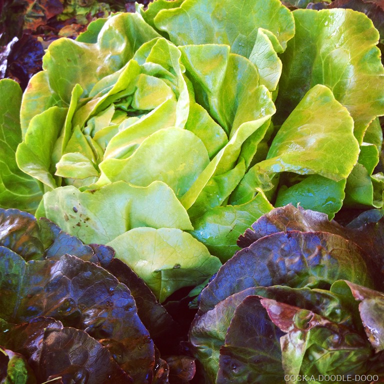 [IMG_1452%255B7%255D.jpg]