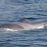 Finback whale
