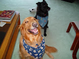 Dennis Neder Dog