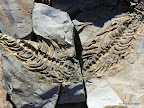 Messaurus Fossilien
