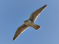 DSC_7287.jpg