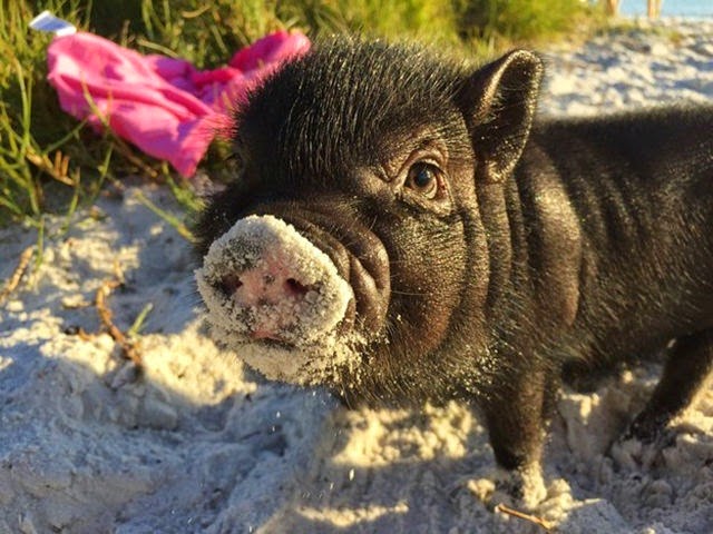 [cute-pigs-animals-001%255B2%255D.jpg]