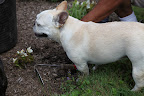 Gyurme, I know that you were helping Betsy with the horses at Skylands, but we like it when you are here at the farm.