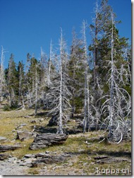 110827 NP Yellowstone (23)