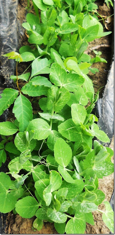 garden4