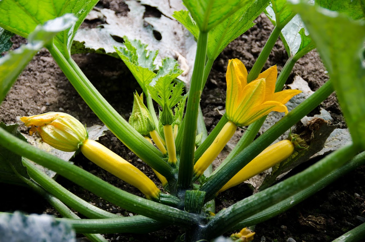 Squash blossoms