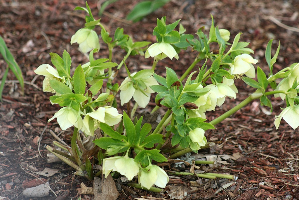 [Hellebores%25204_1_2014%255B3%255D.jpg]