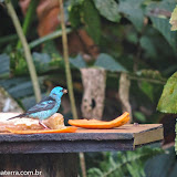 Amigos mais que benvindos -Saíra azul - Guaratuba, São Paulo - Brasil