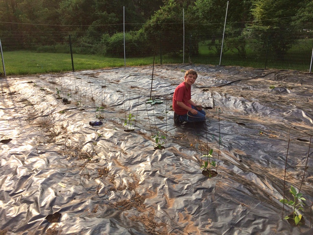 [garden%2520planting%2520nigel%255B3%255D.jpg]