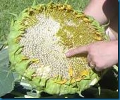 sunflower seeds sunflower seeds