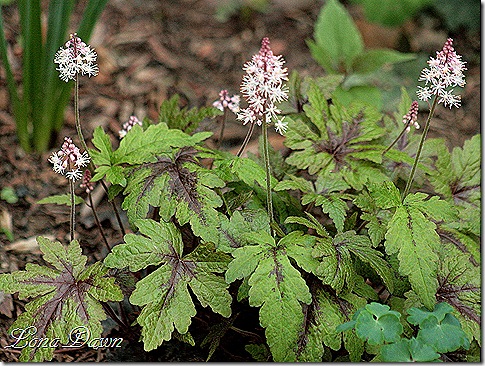 Tiarella_SpringSymphony