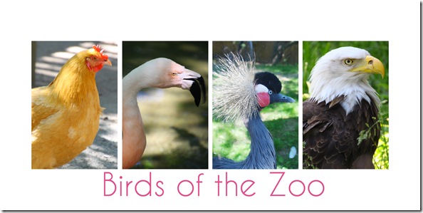 birds