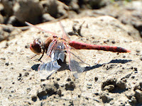 DSC_7928.jpg