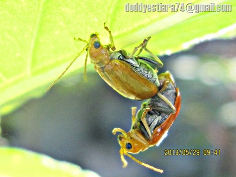 Aulacophora foveicollis (Lucas, 1849) 004