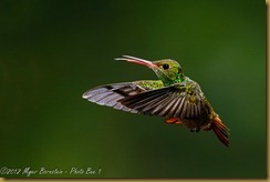 Rufous-tailed Hummingbird