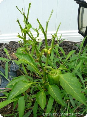 purple-pepper-plant