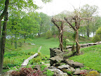 Zigzag bridges are used in Asian gardens not just for their striking visual effect, but because they cause the visitor to slow down and contemplate the slightly different view that's revealed at each angle. Later in the season, this bridge becomes almost completely obscured by irises.
