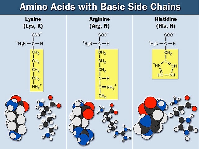 [amino%2520acids-11%255B4%255D.jpg]