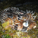 Long-spine porcupinefish