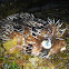 Long-spine porcupinefish