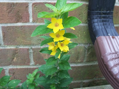 [yellow%2520teacup%2520001%255B2%255D.jpg]