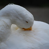 DSC_0251.JPG