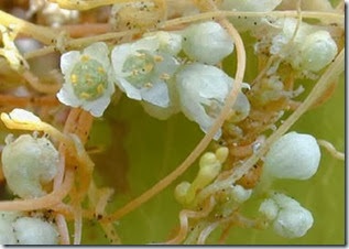 flowerLana_cuscuta_flower flowerLana_cuscuta_flower