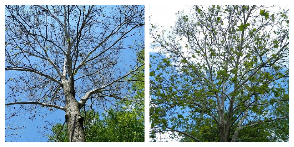 [tree_out_front_collage%255B6%255D.jpg]