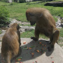 Baboon