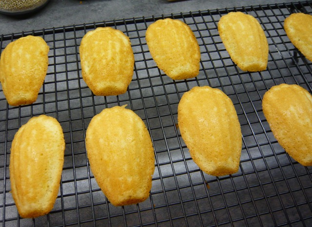[madeleines1d1.jpg]