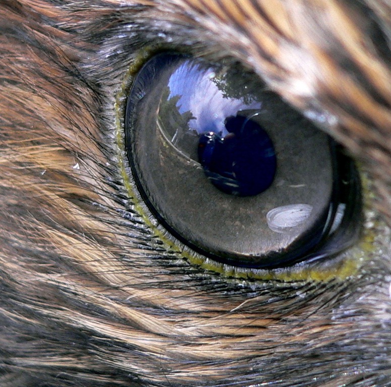 [Hawk_eye%255B5%255D.jpg]