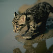 lynx (17).jpg