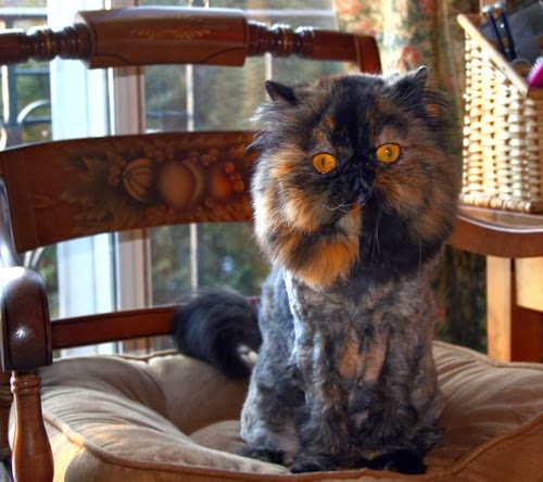 [Lion_cut_tortoiseshell_Persian_m%255B4%255D.jpg]
