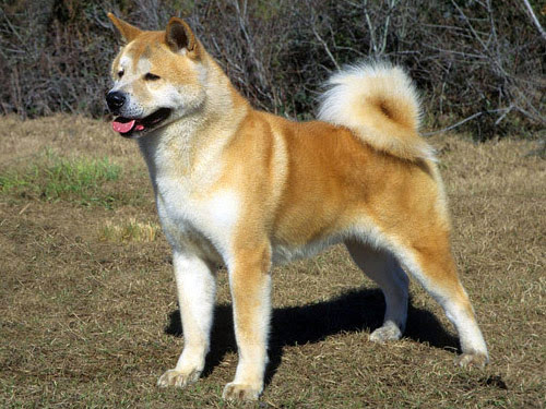 epilepsy expectancy epilepsy in dogs expectancy epilepsy expectancy epilepsy in dogs expectancy