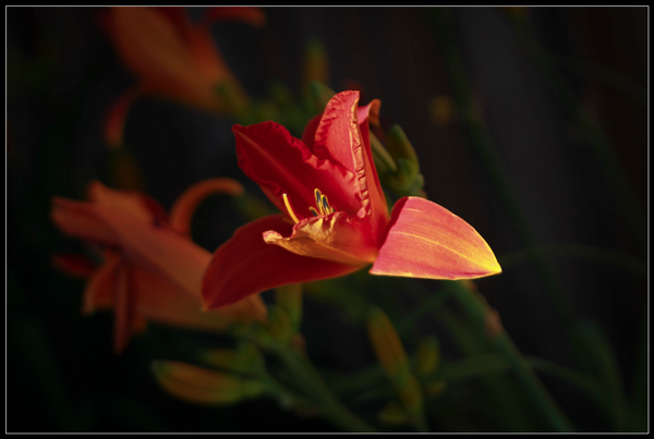 orange daylily