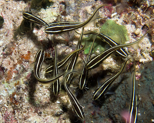 P7064833