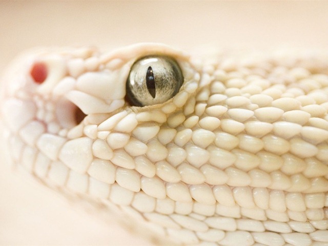 [White-snake_1024x768%255B3%255D.jpg]