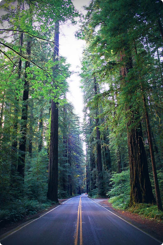 redwood 5
