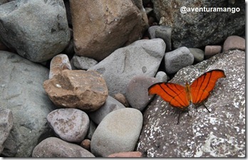 Borboleta2 Borboleta2