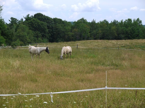 [meadow_5%255B4%255D.jpg]