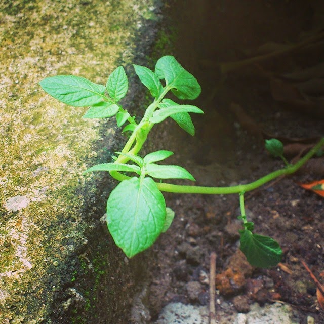 pomme de terre pomme de terre
