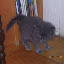 I finally let her start walking around, but supervised after the 5th week. I finally let her start walking around, but supervised after the 5th week.