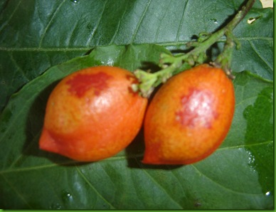 Bunchosia armeniaca (3)