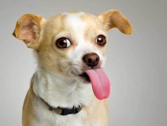 Cute_Dogs_With_Tongues_Out_12